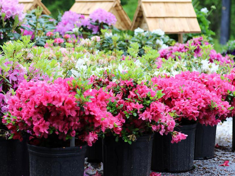 Collection of pink azaleas for sale at Red Top Farm Market