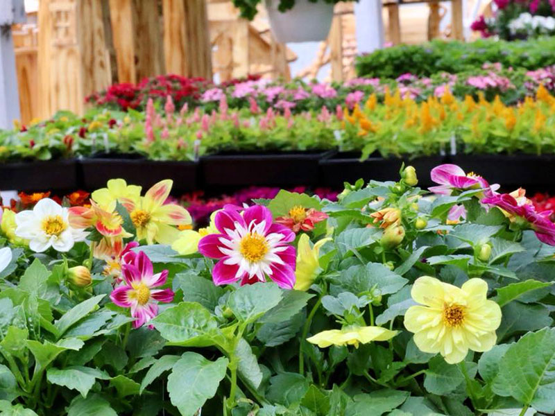 Rows of yellow, white, and pink flower selection at Red Top Farm Market