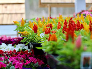 Rows of red, yellow, pink, and white flowers with green leaves for sale at Red Top Farm Market.
