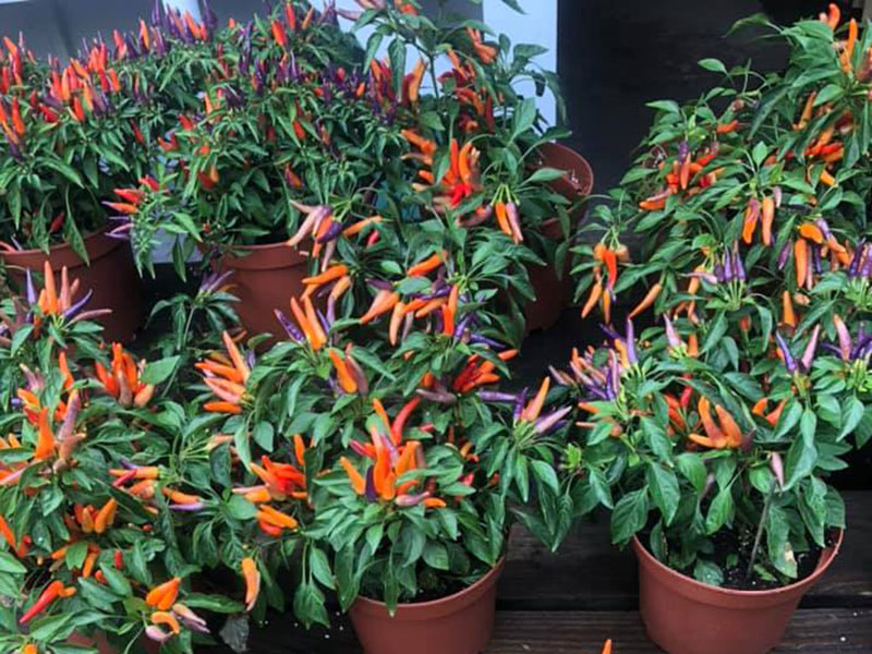 Group of local pepper plants for sale