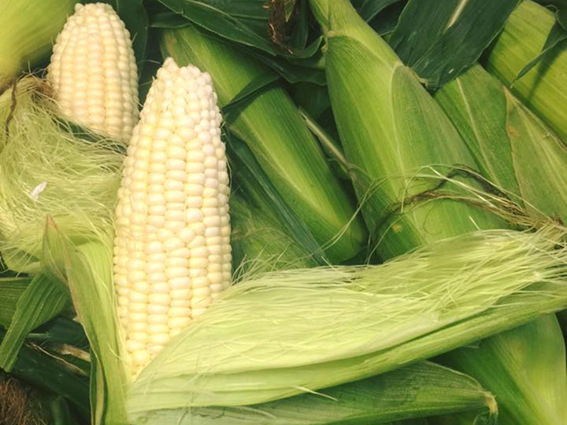 Closeup of ears of Jersey Fresh corn