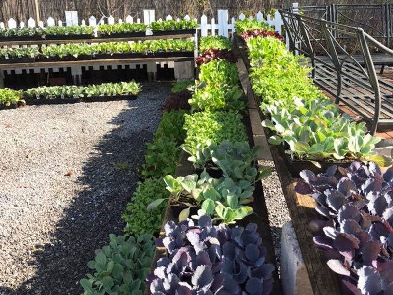 Rows of vegetable varieties for sale at Red Top Farm Market