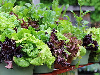 Big, leafy, green and purple vegetable plants for sale.